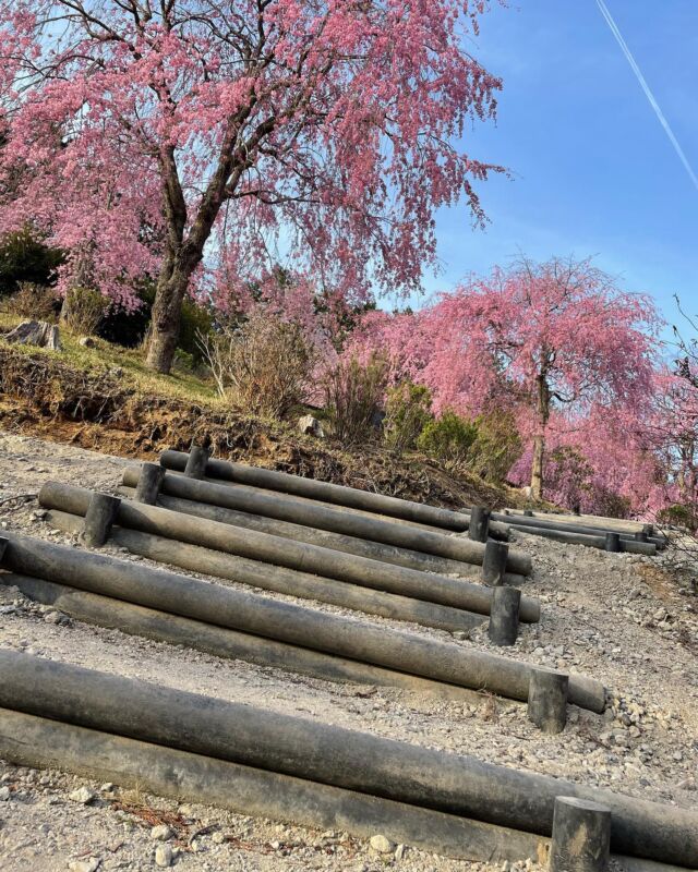 高見の郷 | 1000本のしだれ桜